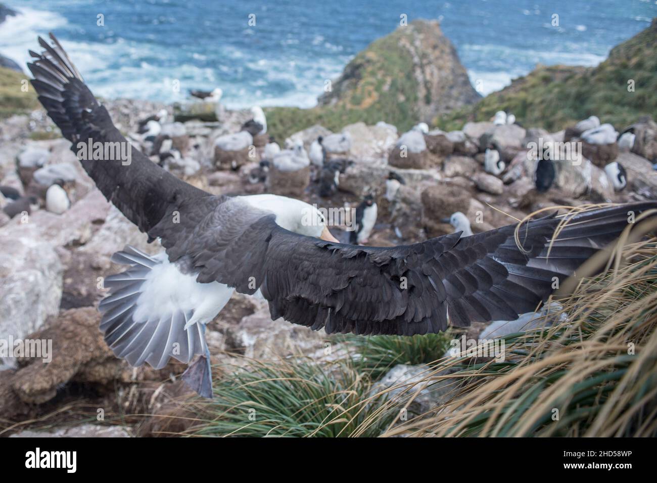 Schwarzbrauner Albatross ( Thalassarche melanophris ) Falklandinseln Südatlantik, Westpunktinsel, Ankunft am Nest Stockfoto