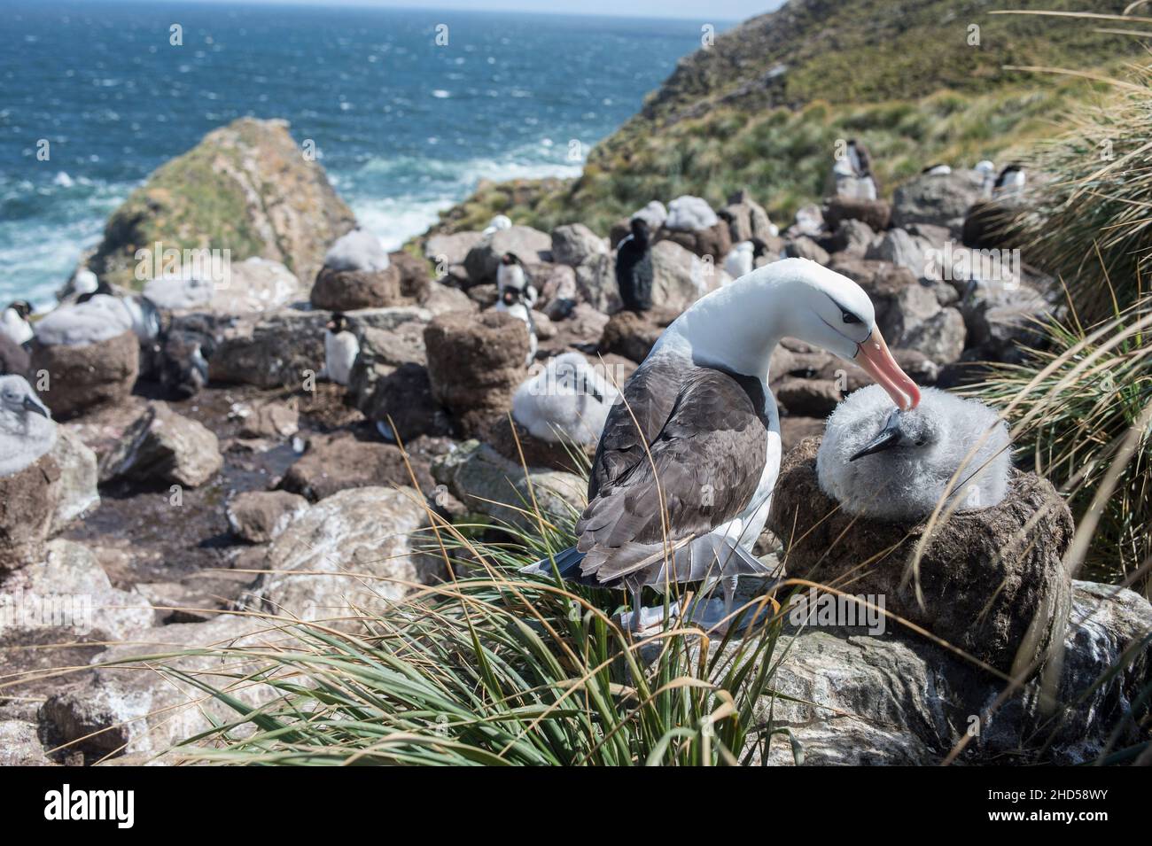 Schwarz gebräunter Albatross ( Thalassarche melanophris ) brütet Falklandinseln Südatlantik, Elternteil füttert Küken, West Point Insel Elternteil Pflege ch Stockfoto