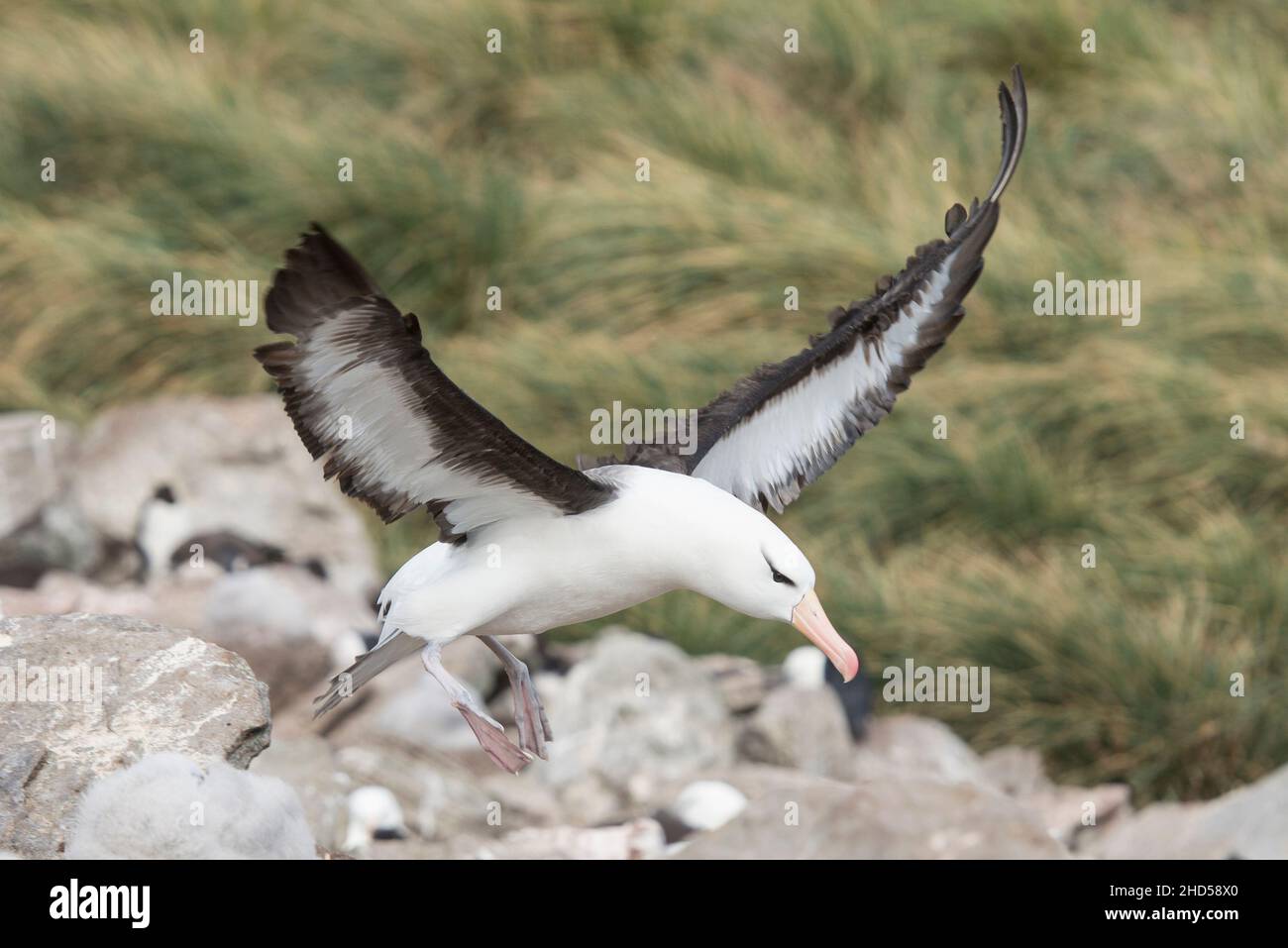 Schwarzbrauner Albatross ( Thalassarche melanophris ) Falklandinseln Südatlantik, West Point Island, Stockfoto