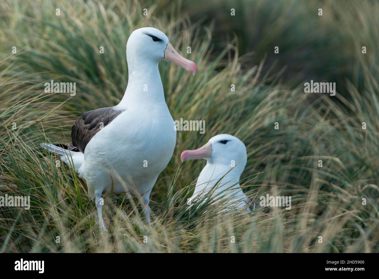 Schwarzbrauen-Albatross ( Thalassarche melanophris ) brüten Falklandinseln Südatlantikpaar grüßt sich bei der Rückkehr gegenseitig Stockfoto