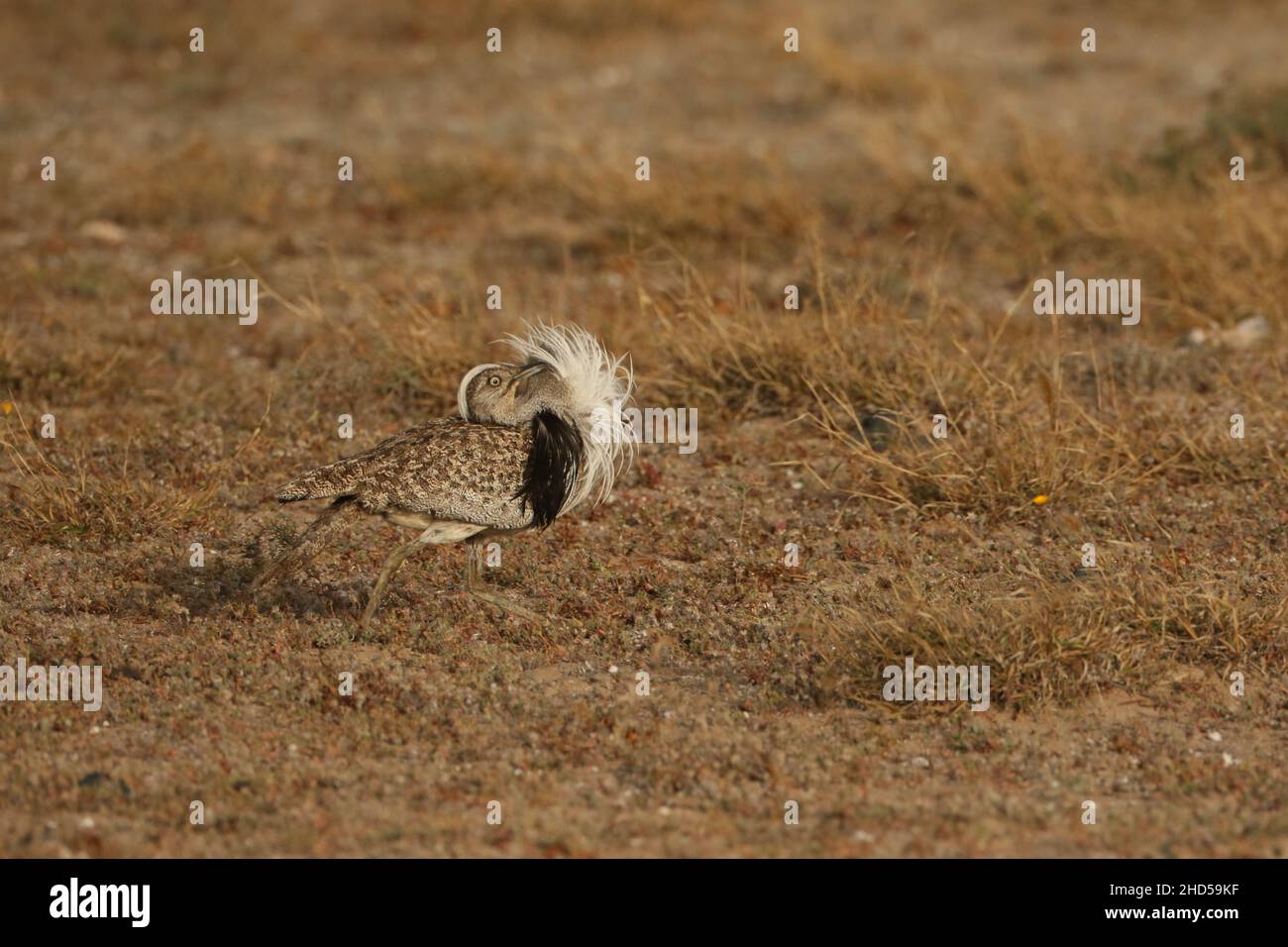 Houbara bustard auf den Ebenen von Lanzarote, wo sie von den Strafverfolgungsbehörden der Inseln geschützt werden. Auf den Inseln scheinen sie zahlenstabil zu sein. Stockfoto