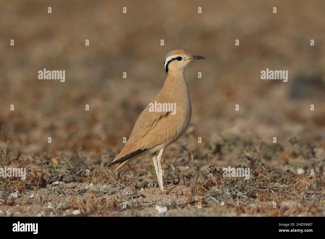 Cremefarbene courser einmal gefunden werden kann oder nähert sich Ihrem Fahrzeug, können sie manchmal sehr frustrierend zu lokalisieren. Stockfoto