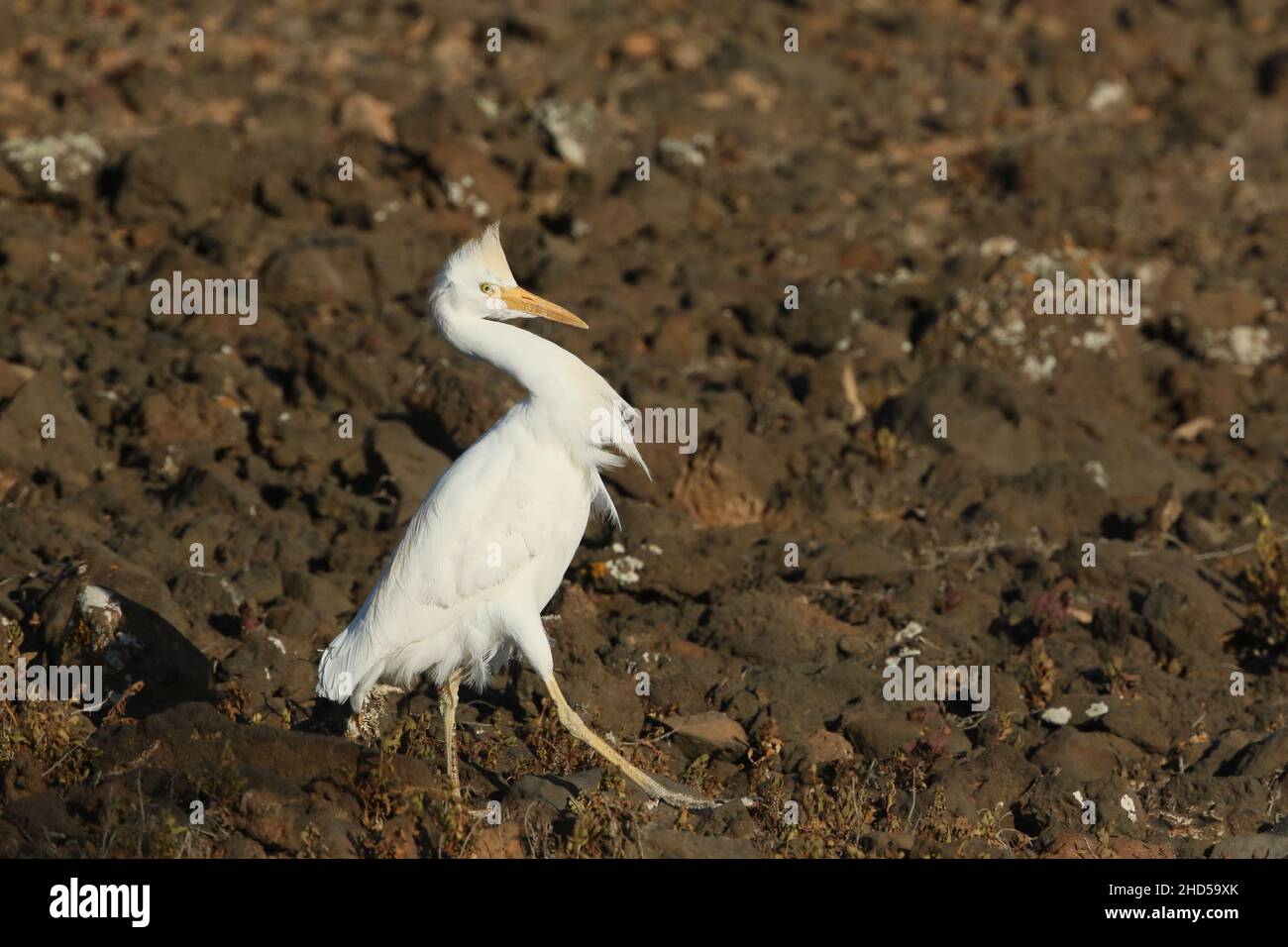 Die größte Beute für Reiher auf Lanzarote sind Eidechsen, zwischen vulkanischem Gestein gibt es viele Unterkünfte, aber die Reiher sind oft erfolgreich. Stockfoto
