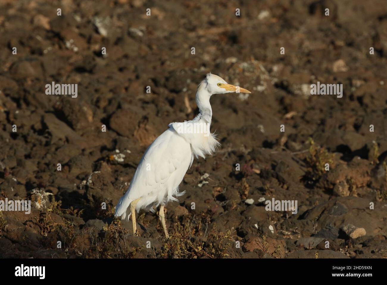 Die größte Beute für Reiher auf Lanzarote sind Eidechsen, zwischen vulkanischem Gestein gibt es viele Unterkünfte, aber die Reiher sind oft erfolgreich. Stockfoto