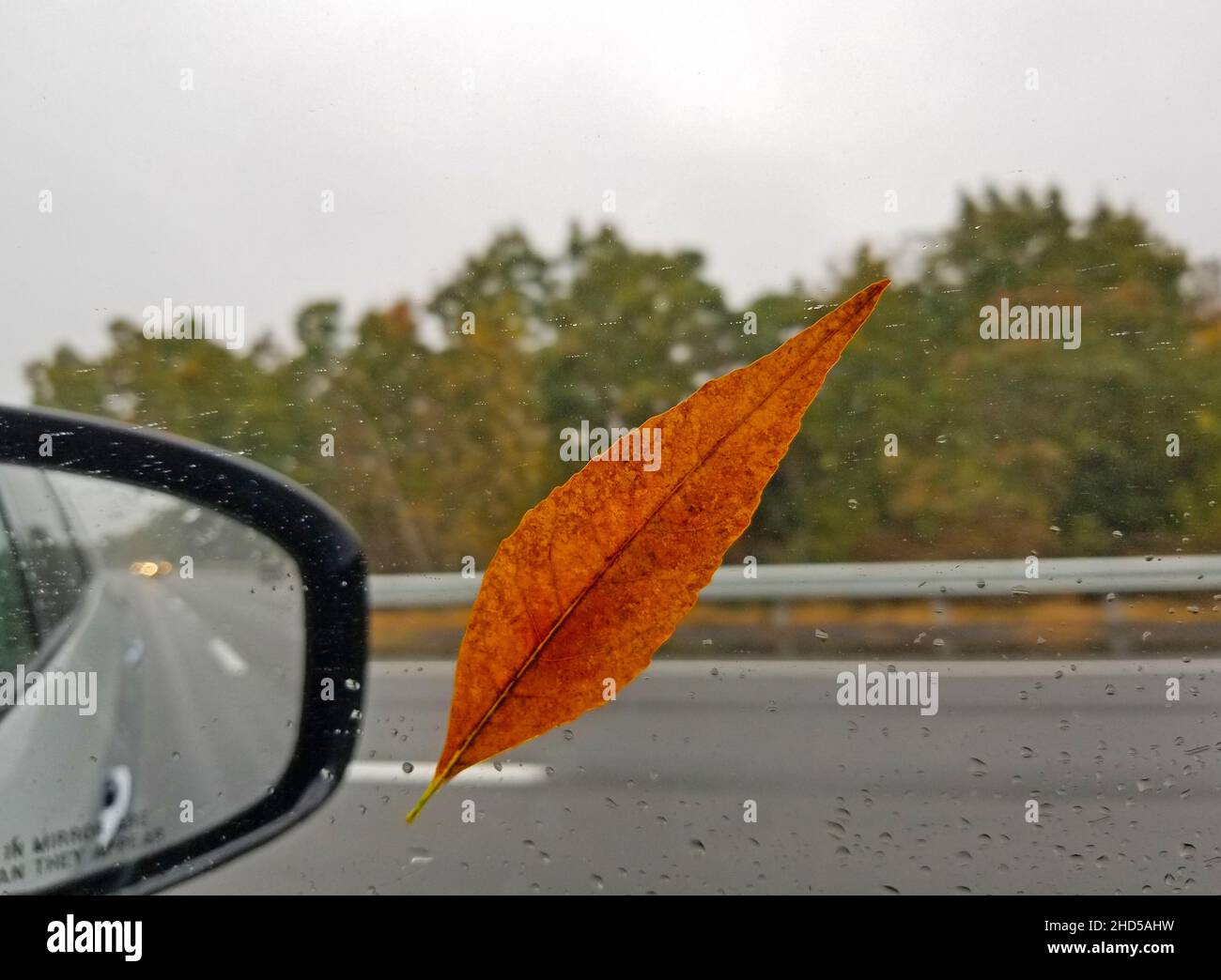 Ein einziges nasses Herbstblatt steckte im Regen auf einem sich bewegenden Autofenster auf einer Autobahn fest Stockfoto