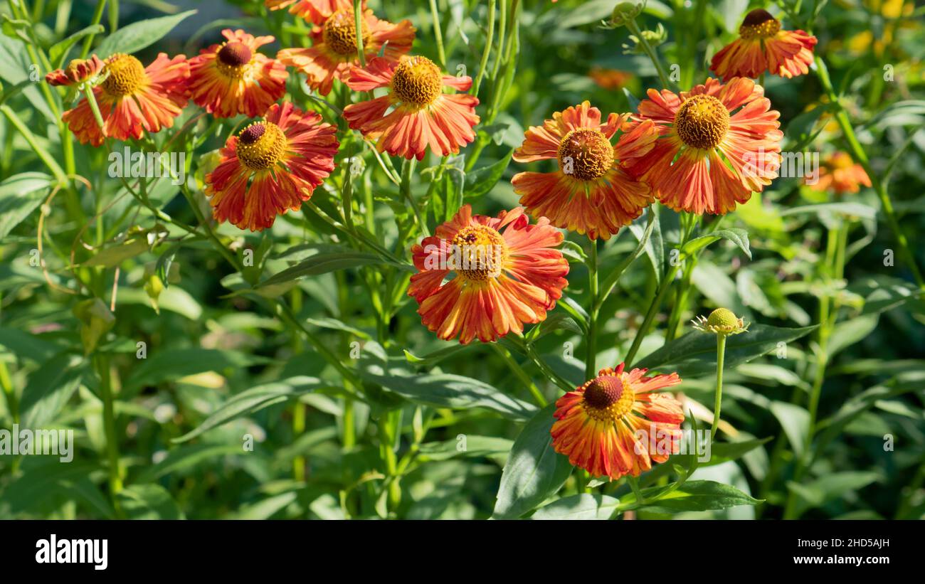 Helenium autumnale bekannt als Moerheim Beauty. Im Spätsommer blüht der orange gelbe Garten in der Natur. Schöne helle helenium Blüten bitter ungenießbar Stockfoto
