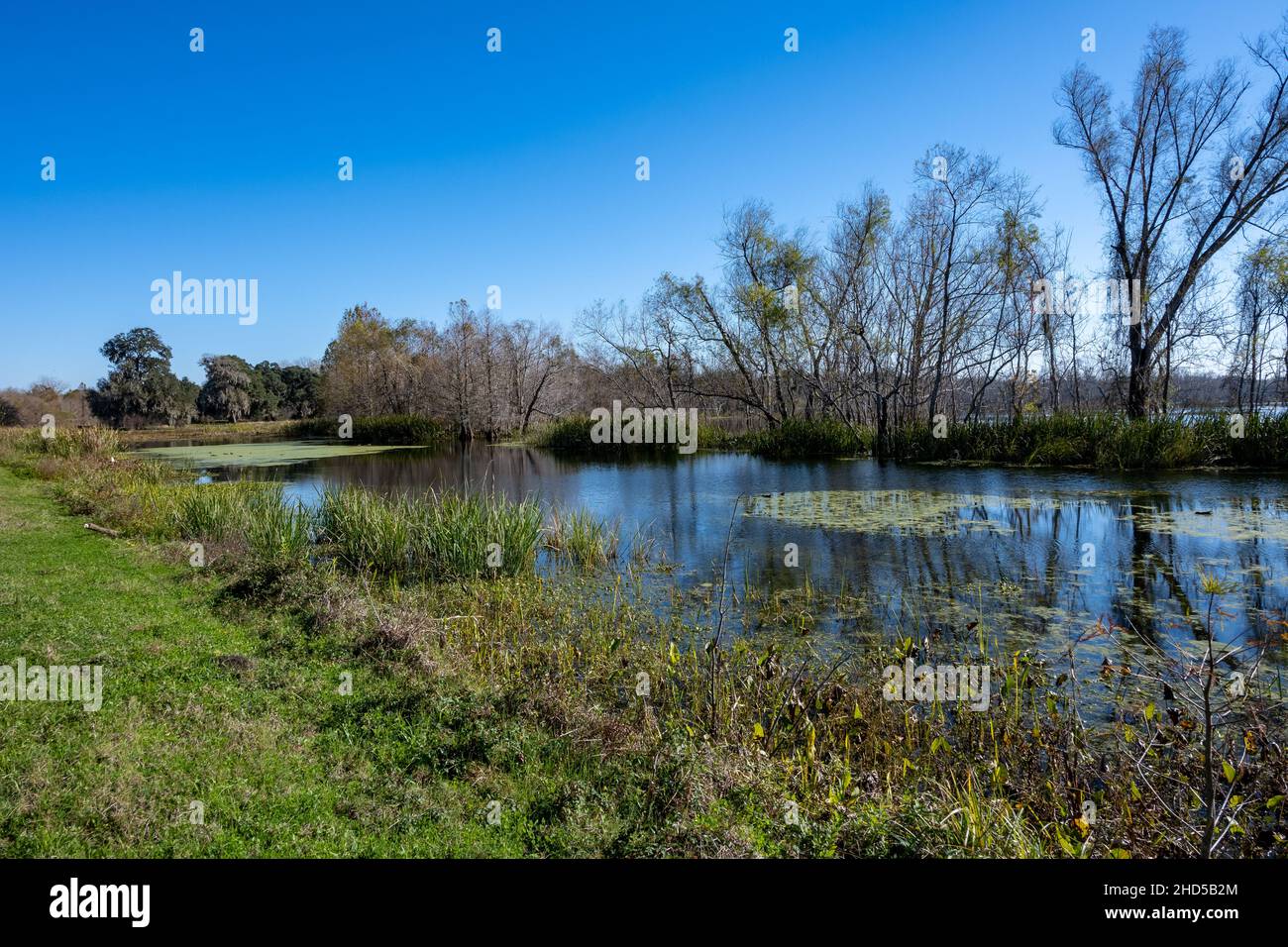 Ruhiger Morgen des Oxbow Lake. Brazos Bend State Park. Needville, Texas, USA. Stockfoto