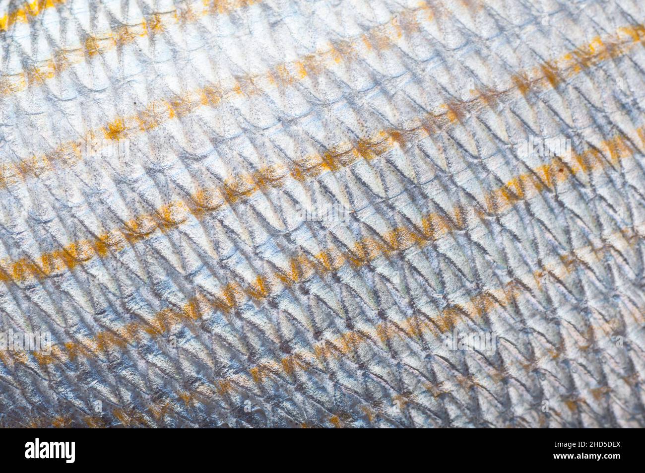 Makroaufnahme von Fischschuppen. Natürliche Textur, seitliche Linie ist zu sehen Stockfoto