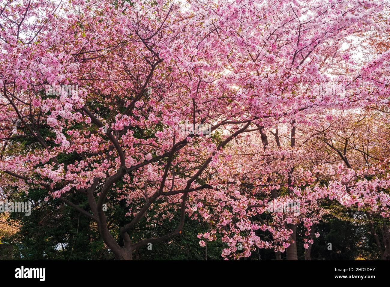 Kirschbaum in Blüte am Franklin Delano Roosevelt Memorial, Washington, DC USA Stockfoto