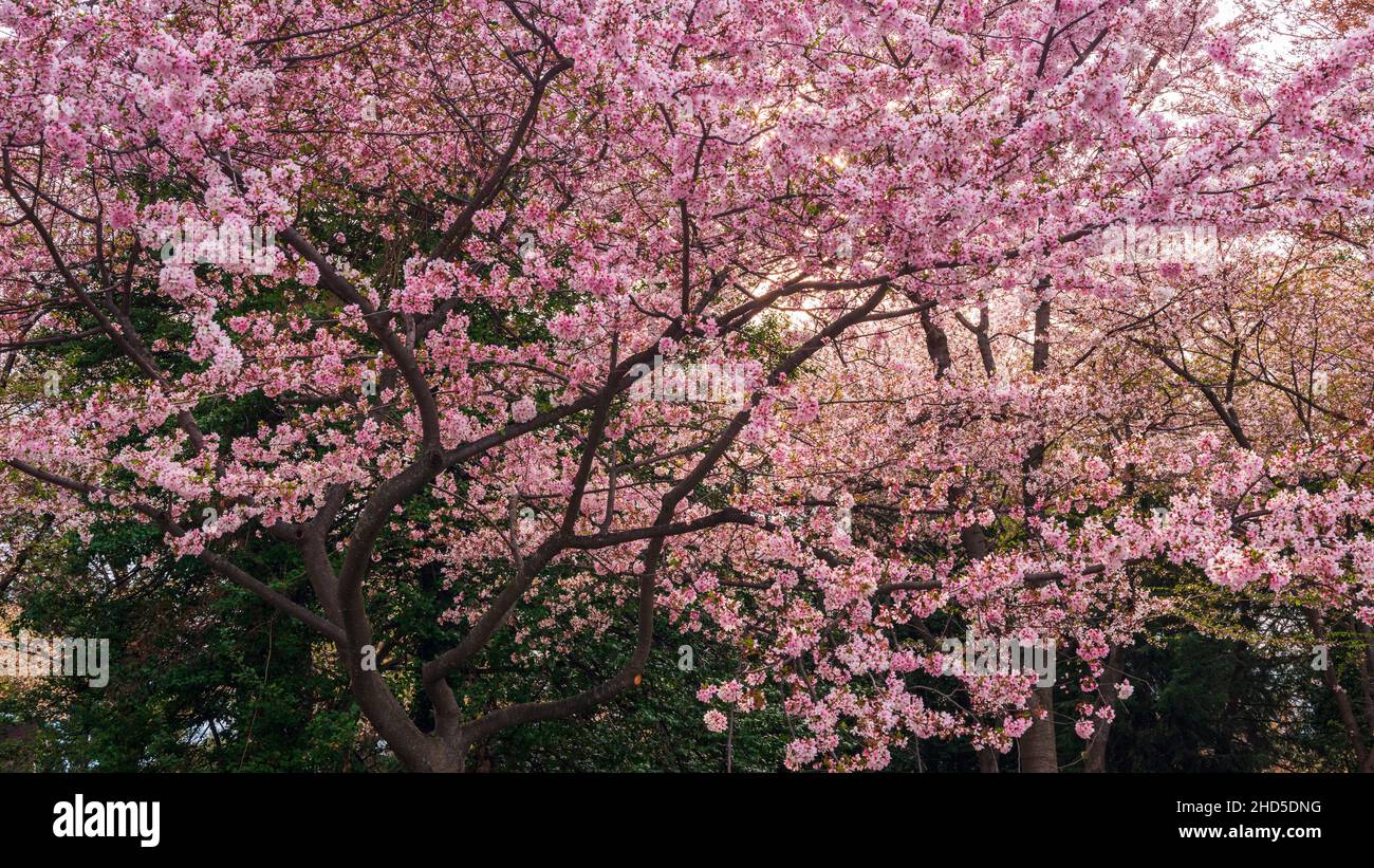 Kirschbaum in Blüte am Franklin Delano Roosevelt Memorial, Washington, DC USA Stockfoto