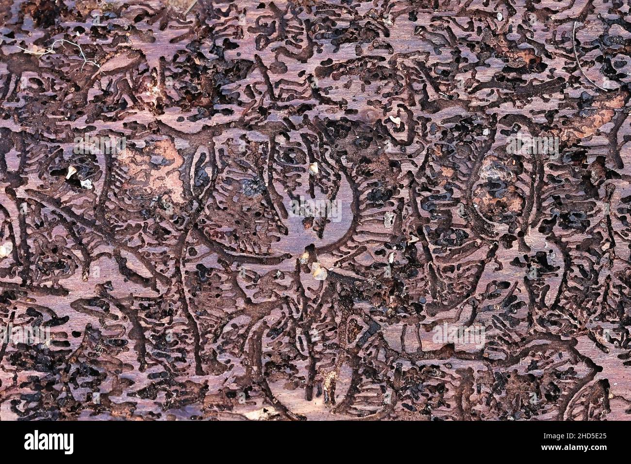 Europäischer Fichtenrindenkäfer, IPS typographius, Verdauungstrakt auf Fichte Stockfoto