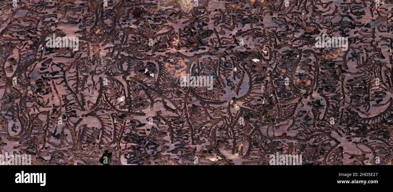 Europäischer Fichtenrindenkäfer, IPS typographius, Verdauungstrakt auf Fichte Stockfoto