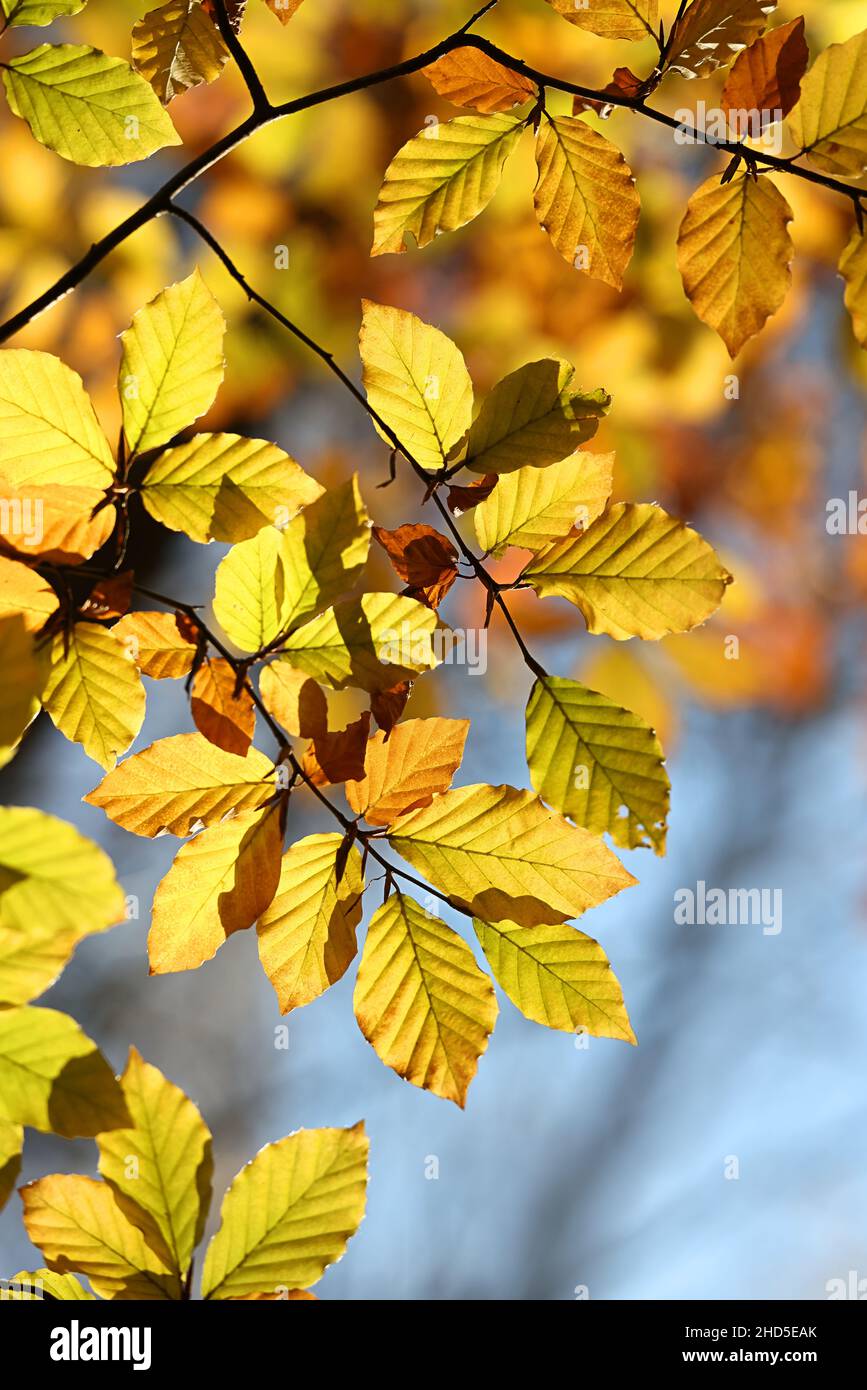 Fagus sylvatica, bekannt als europäische Buche oder gemeine Buche, Herbstfarben der Blätter Stockfoto