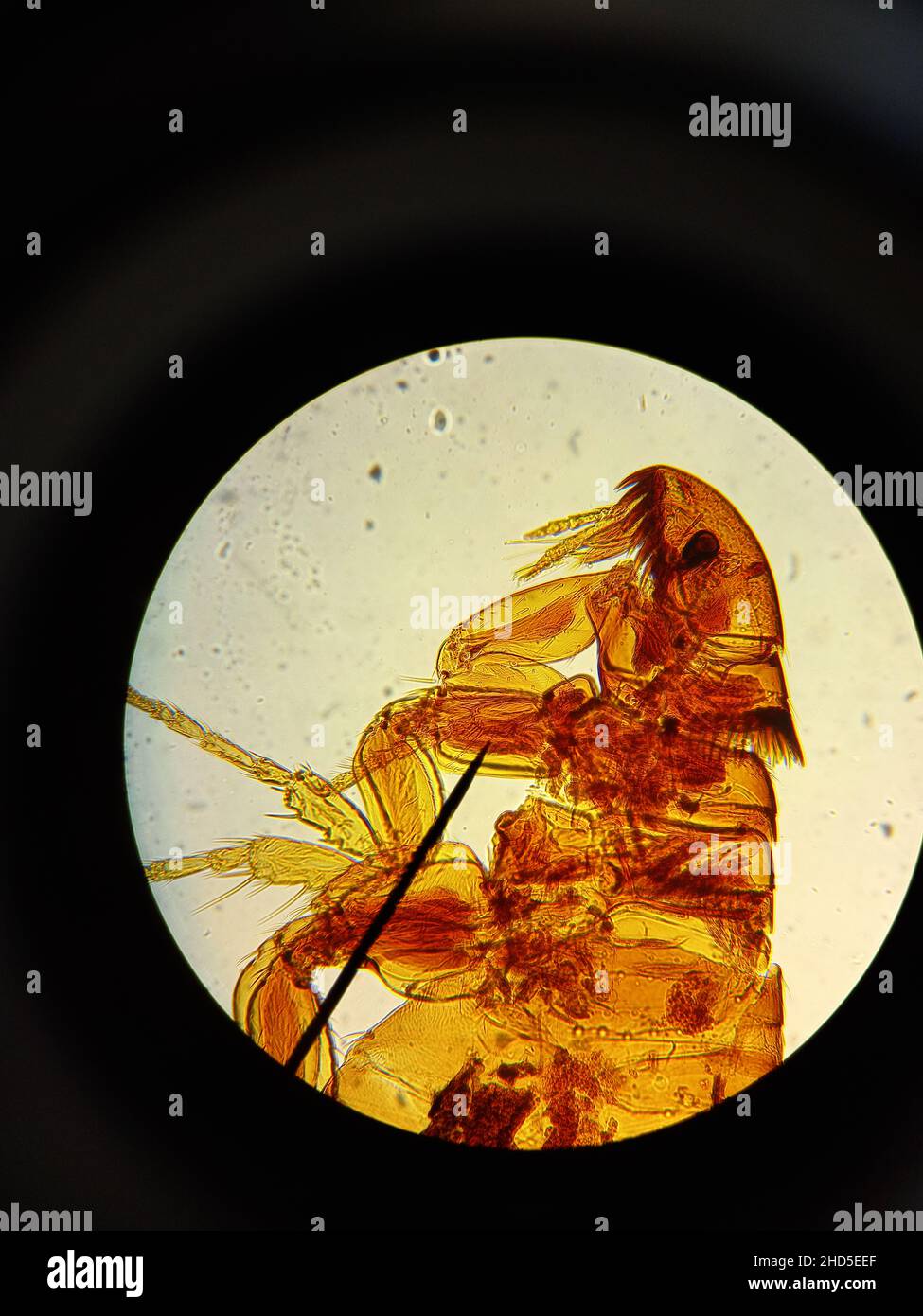 Floh. Feste Mikropräparation eines Flohs unter der Vergrößerung eines installierten Mikroskops. Biologische und zoologische Forschung. Stockfoto