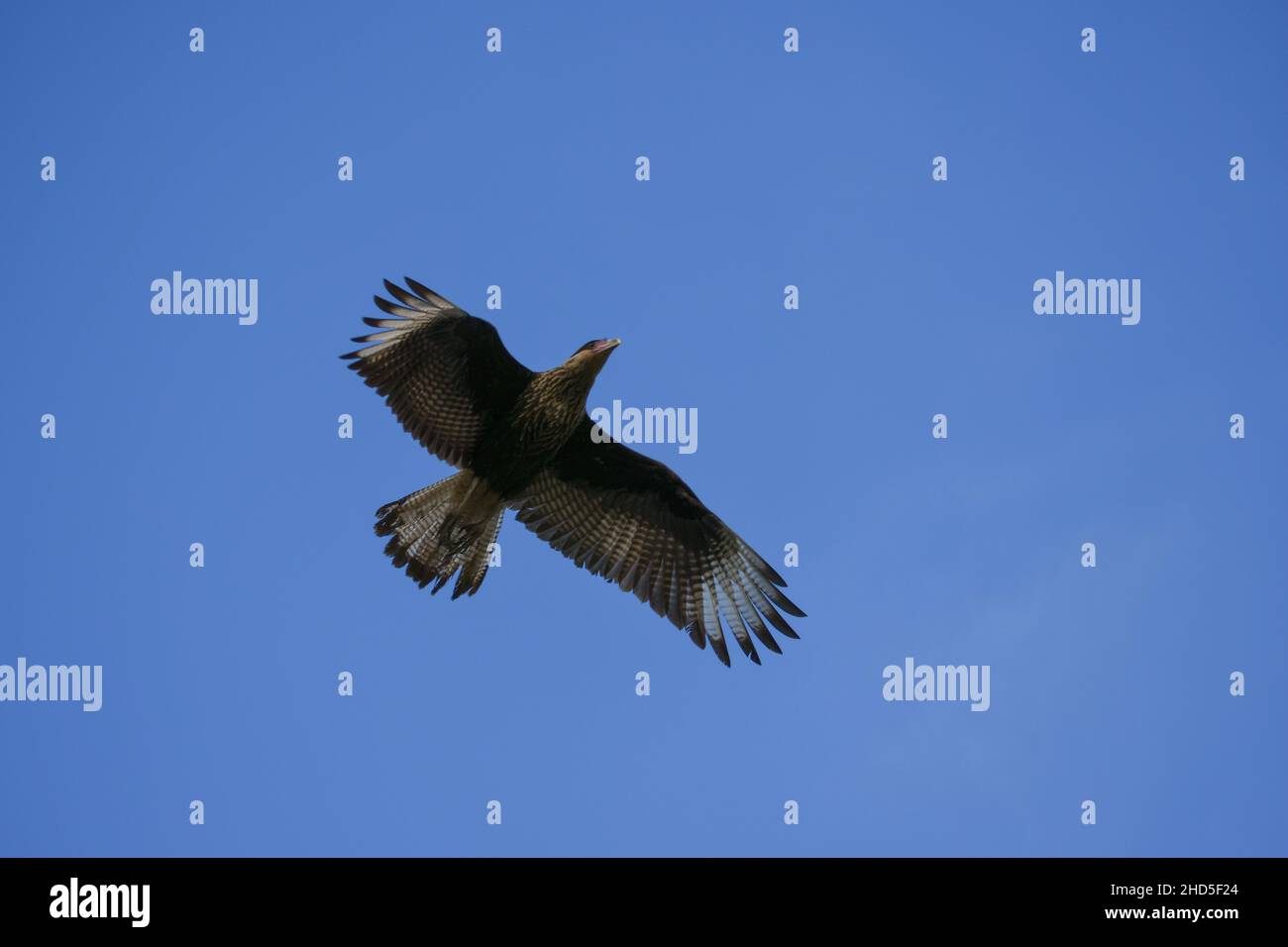 Südliches Caracara (Caracara plancus) oder Crested Caracara im Flug Stockfoto