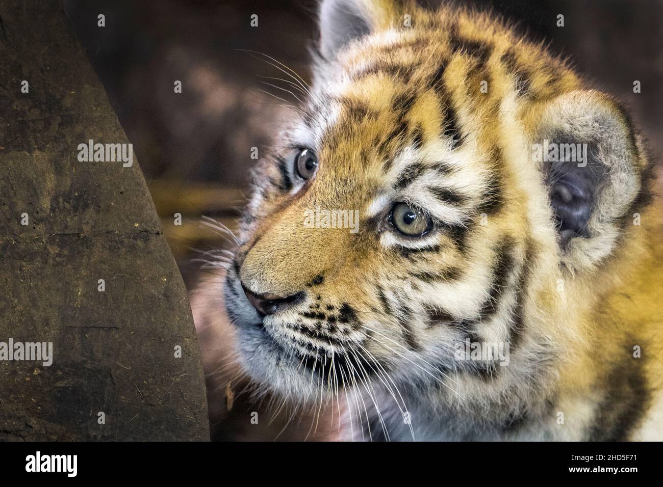 Amur-Tigerkub (Nahaufnahme) Stockfoto
