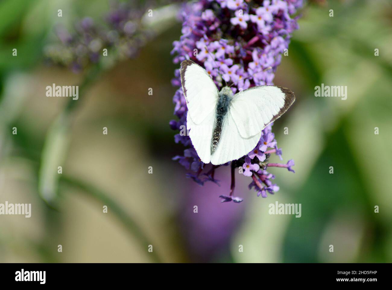 Ein männlicher großer weißer Schmetterling (Pieris brassicae) auf einem Buddleia-Busch in Perthshire, Scorland. Stockfoto