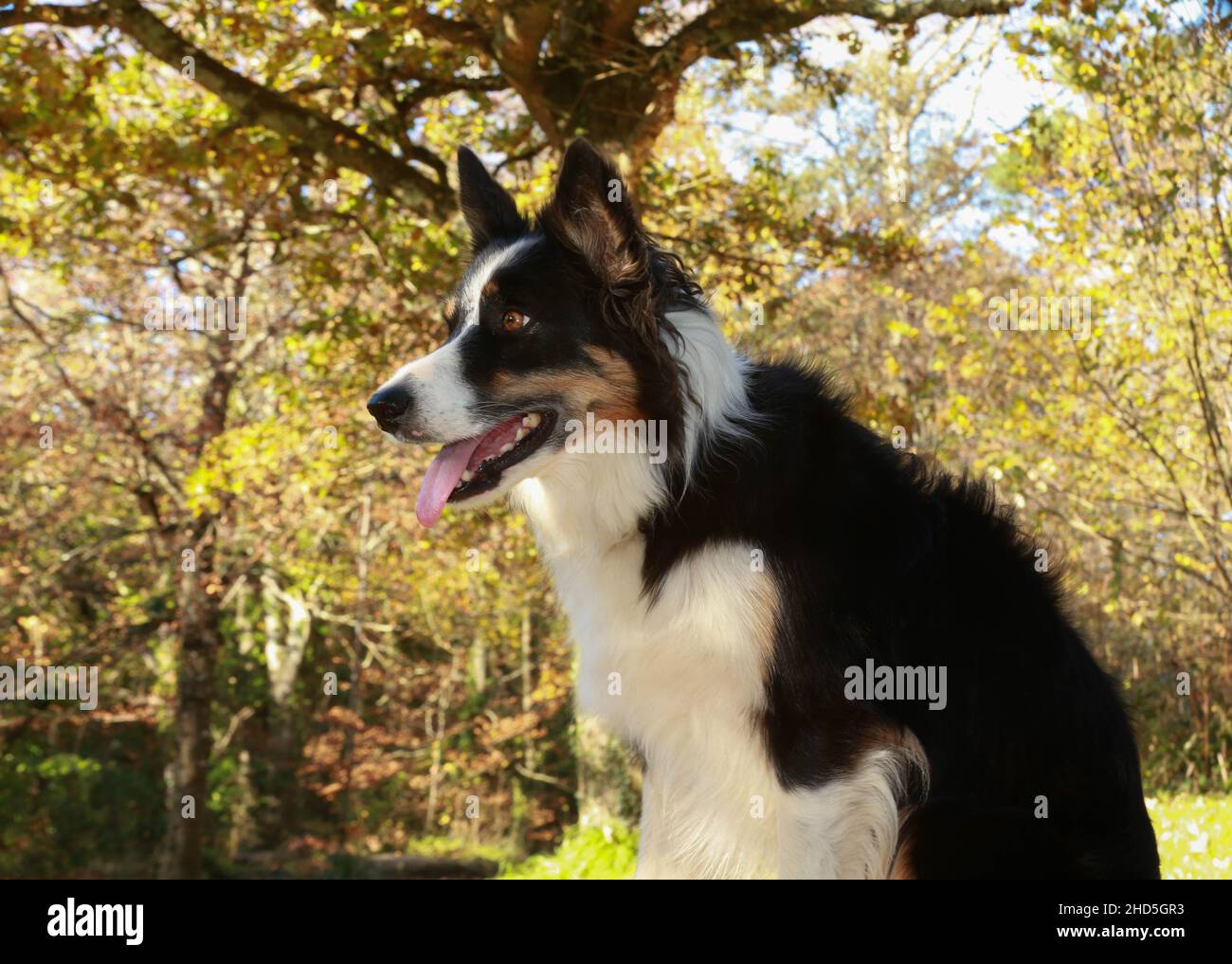 Border Collie spielt in Wald und Park Stockfoto