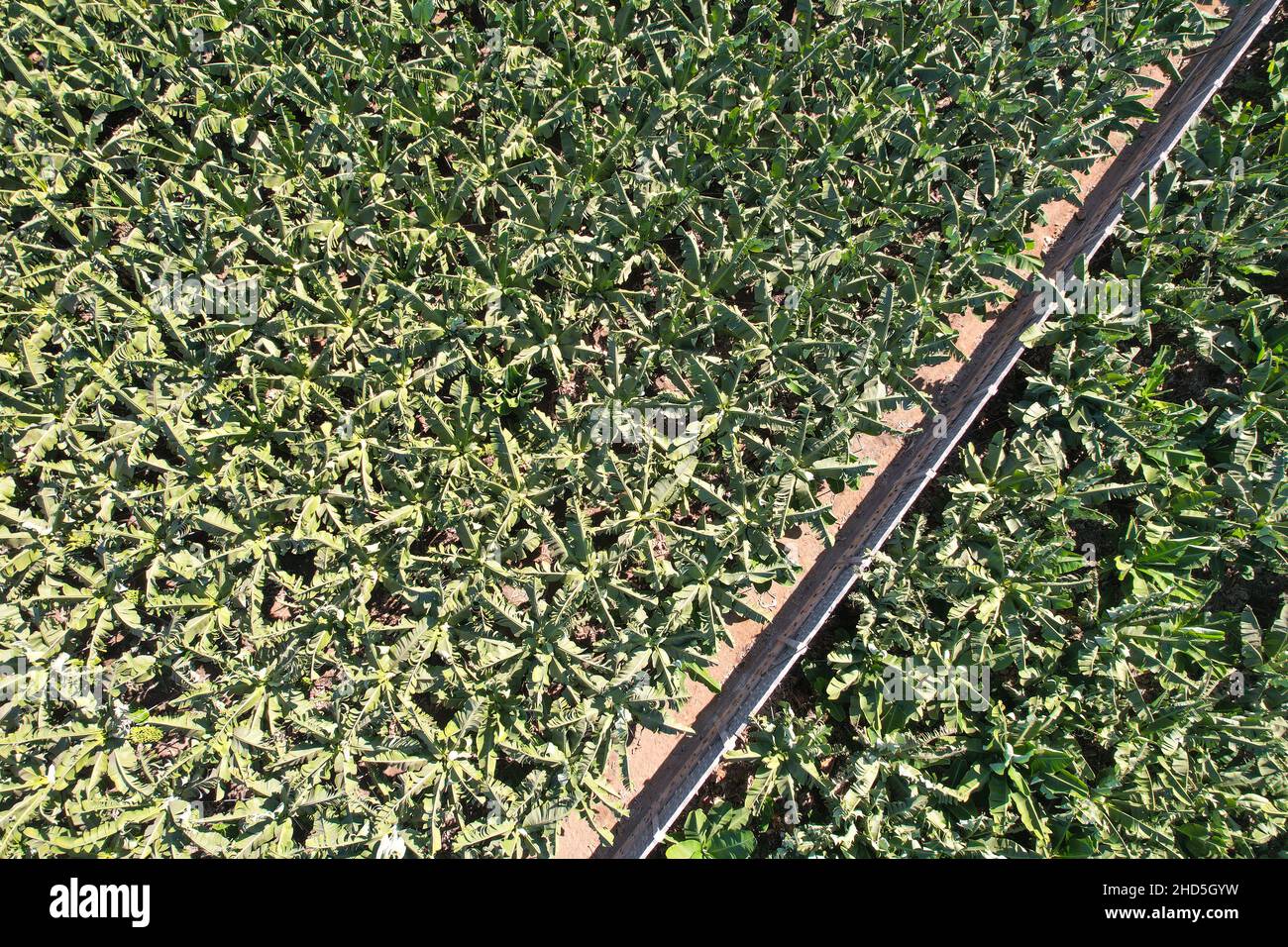 Bananenplantage auf Teneriffa; Kanarische Inseln, Spanien. Draufsicht Stockfoto