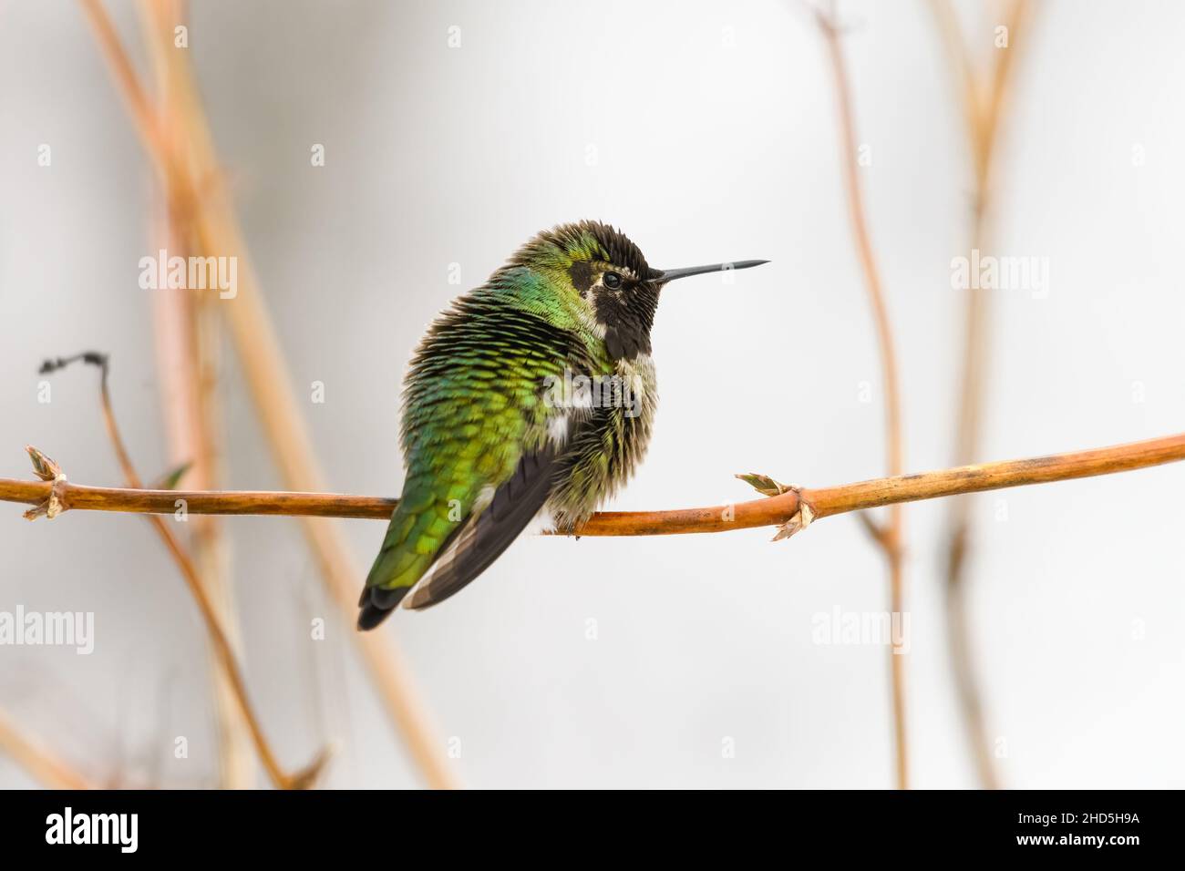 Ein Annas Kolibri thronte auf einem dünnen Ast. Im kalten Winterwetter seines Winterheims in der Vorstadt Seattle Stockfoto