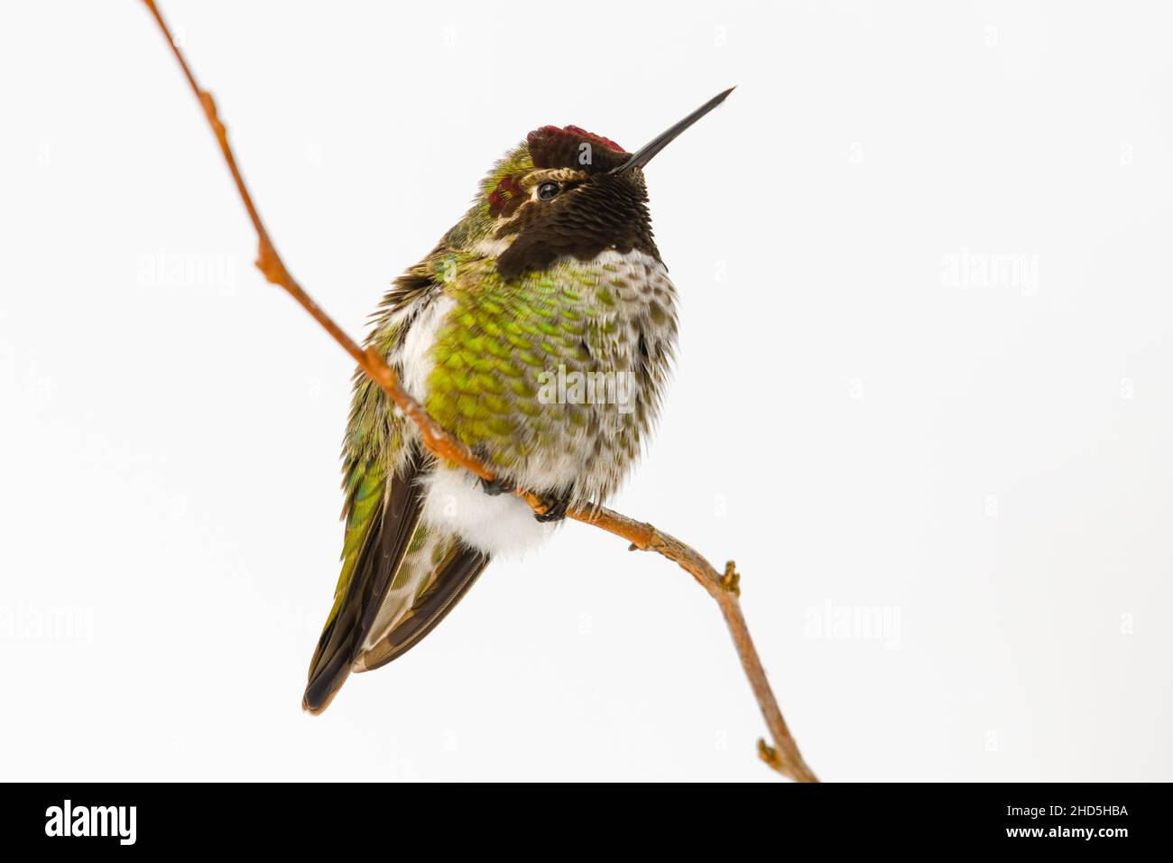 Ein Annas Kolibri, der auf einem dünnen Ast vor einem sauberen weißen natürlichen Hintergrund thront. Dieser kleine Vogel befindet sich im Winter im Bundesstaat Western Washington Stockfoto