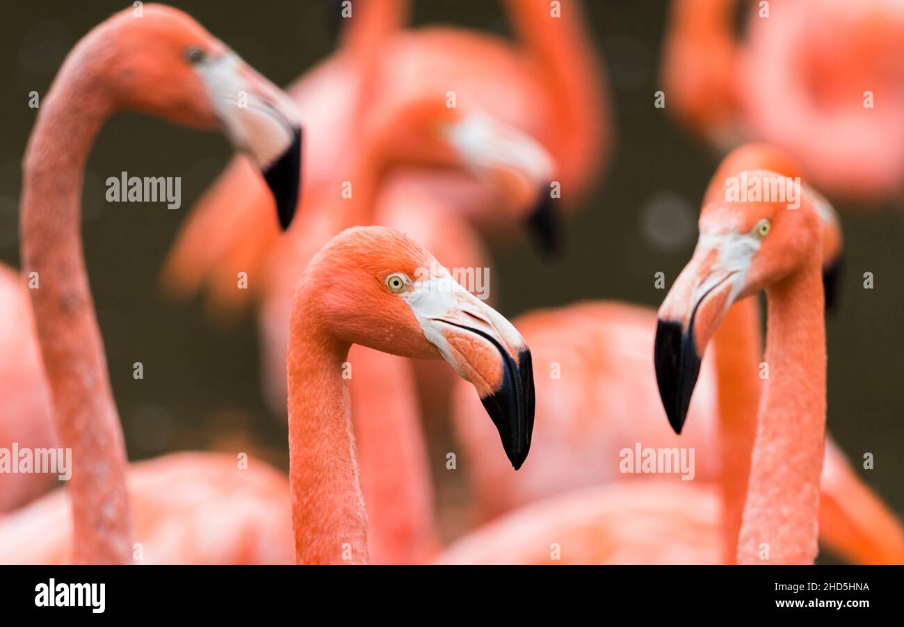 Farbenfrohe karibische Flamingos. Stockfoto