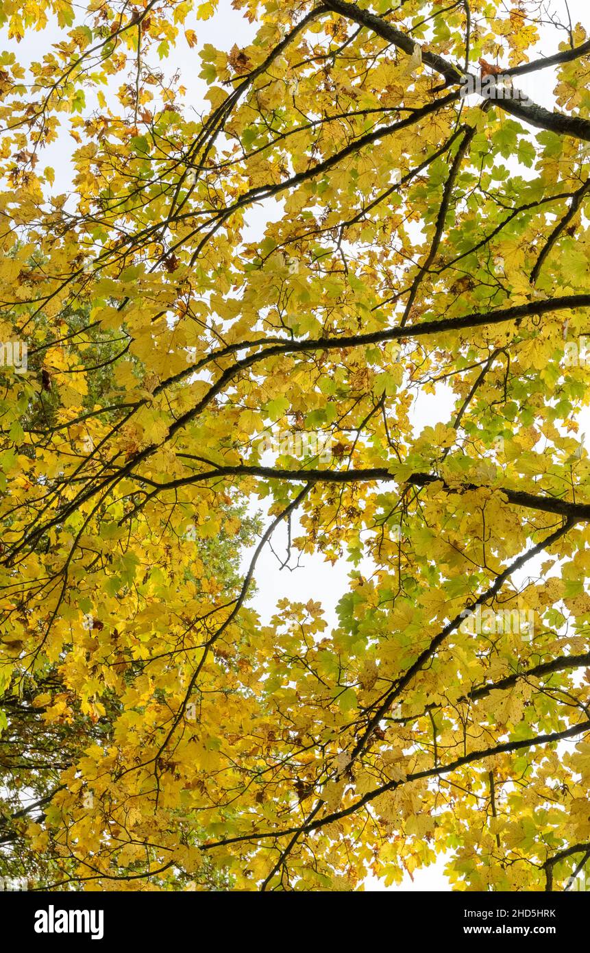 Blick auf goldgelbe Blätter, Äste und Zweige eines Ahornbaums (Acer pseudoplatanus) in einem Wald im Herbst in Deutschland, Europa Stockfoto