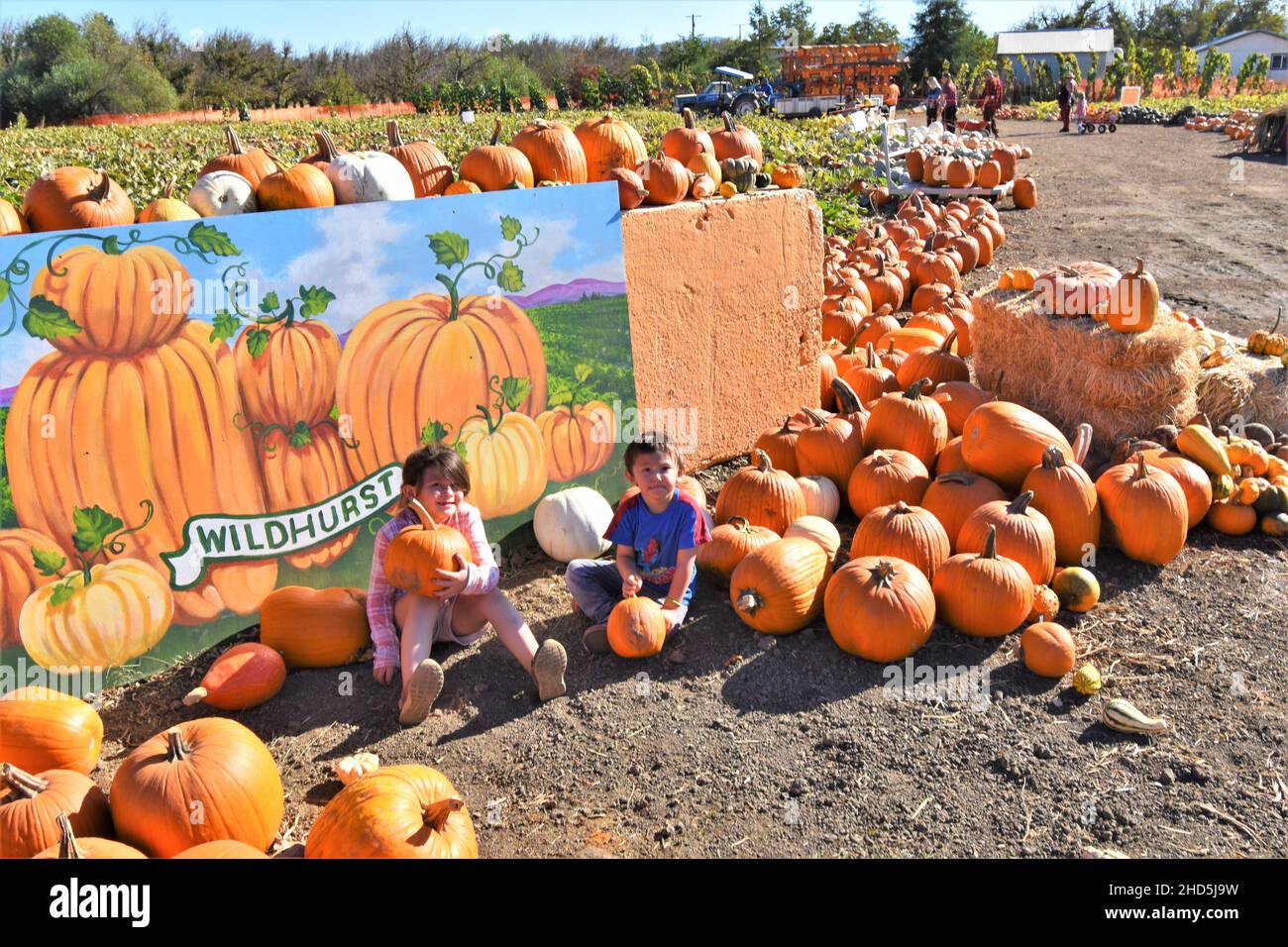 Halloween Kürbis pflücken und kaufen zum Feiern und Display im Familienhaus für den Urlaub auf Lakeport Farmen auf Clearlake Nordkalifornien Stockfoto
