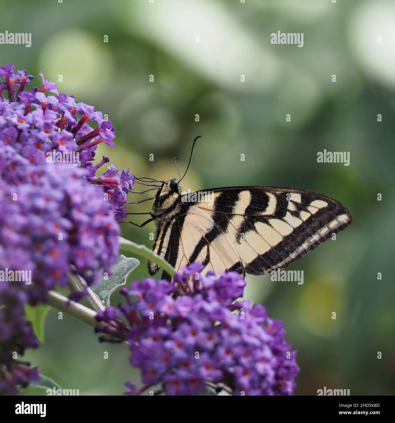 Eine Nahaufnahme eines Western Tiger Swallowtail Butterfly (Papilio rutulus), der auf einigen violetten Blüten in Victoria, BC, Kanada, sitzt. Stockfoto