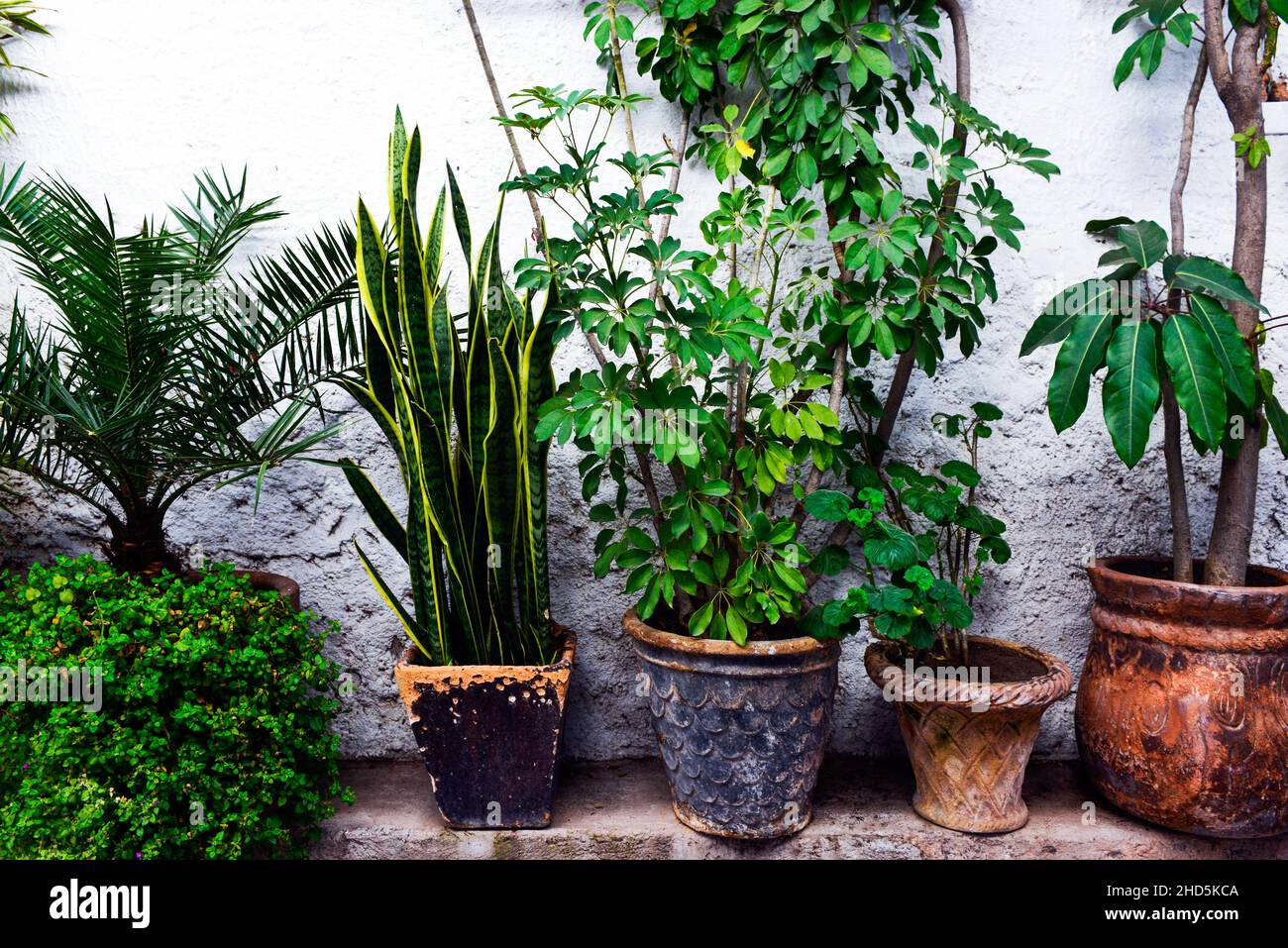 Verschiedene gesunde grüne Pflanzen, die in rustikalen Töpfen draußen auf  der Terrasse im Kolonialgebiet von San Miguel de Allende, Mexiko, leben  Stockfotografie - Alamy