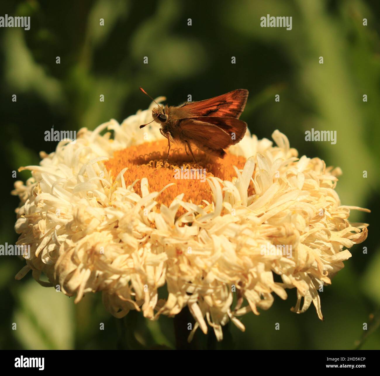 Ein Woodland Skipper (Ochlodes sylvanoides) Schmetterling sitzt auf einer Blume in Victoria, BC, Kanada. Stockfoto