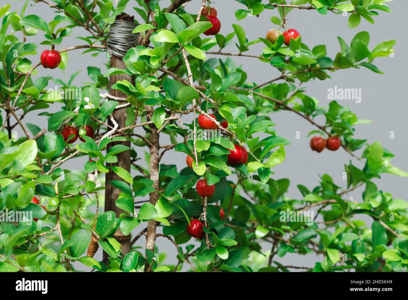 Frische Bio-Acerola-Kirsche. Thai oder Acerola Kirschen Früchte auf dem  Baum mit Sonnenuntergang. Acerola ist eine berühmte Frucht in Südamerika,  vor allem in Brasilien Stockfotografie - Alamy