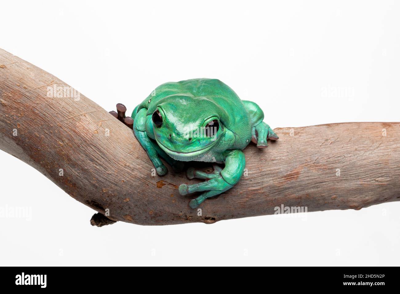 Australischer Grüner Baumfrosch auf weißem Hintergrund Stockfoto