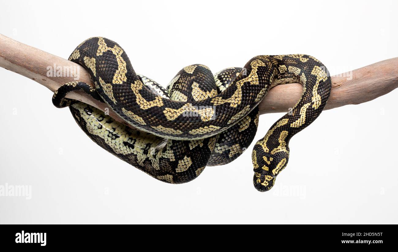 Jungle Carpet Python Stockfoto