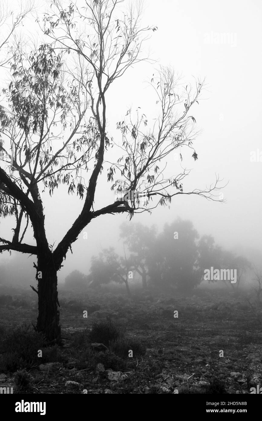 Schöner und dunkler Eukalyptuswald, der von Nebel bedeckt ist Morgen in Spanien Stockfoto