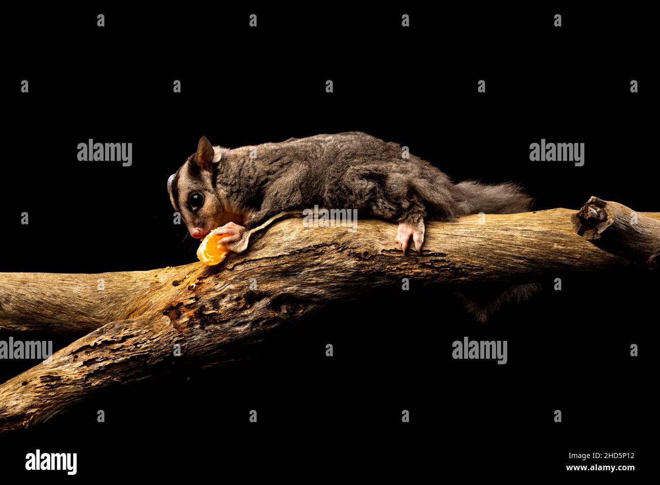 Sugar Glider, Australien Stockfoto