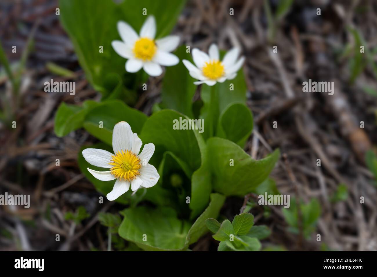 Weiße Sumpfblumen blühen im Salmon-Challis National Forest Stockfoto