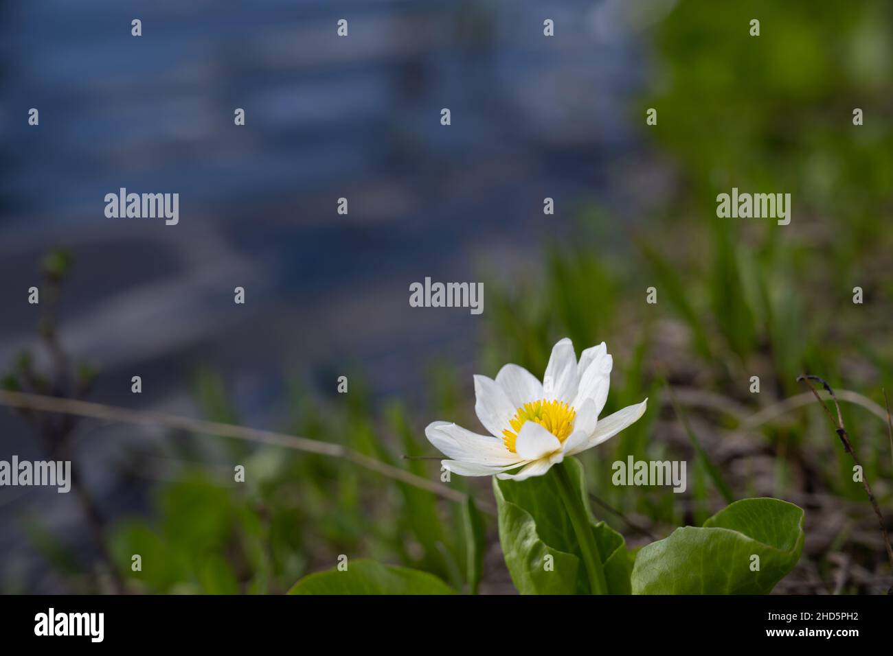Einzelne weiße Sumpfblume in der Nähe eines Baches Stockfoto