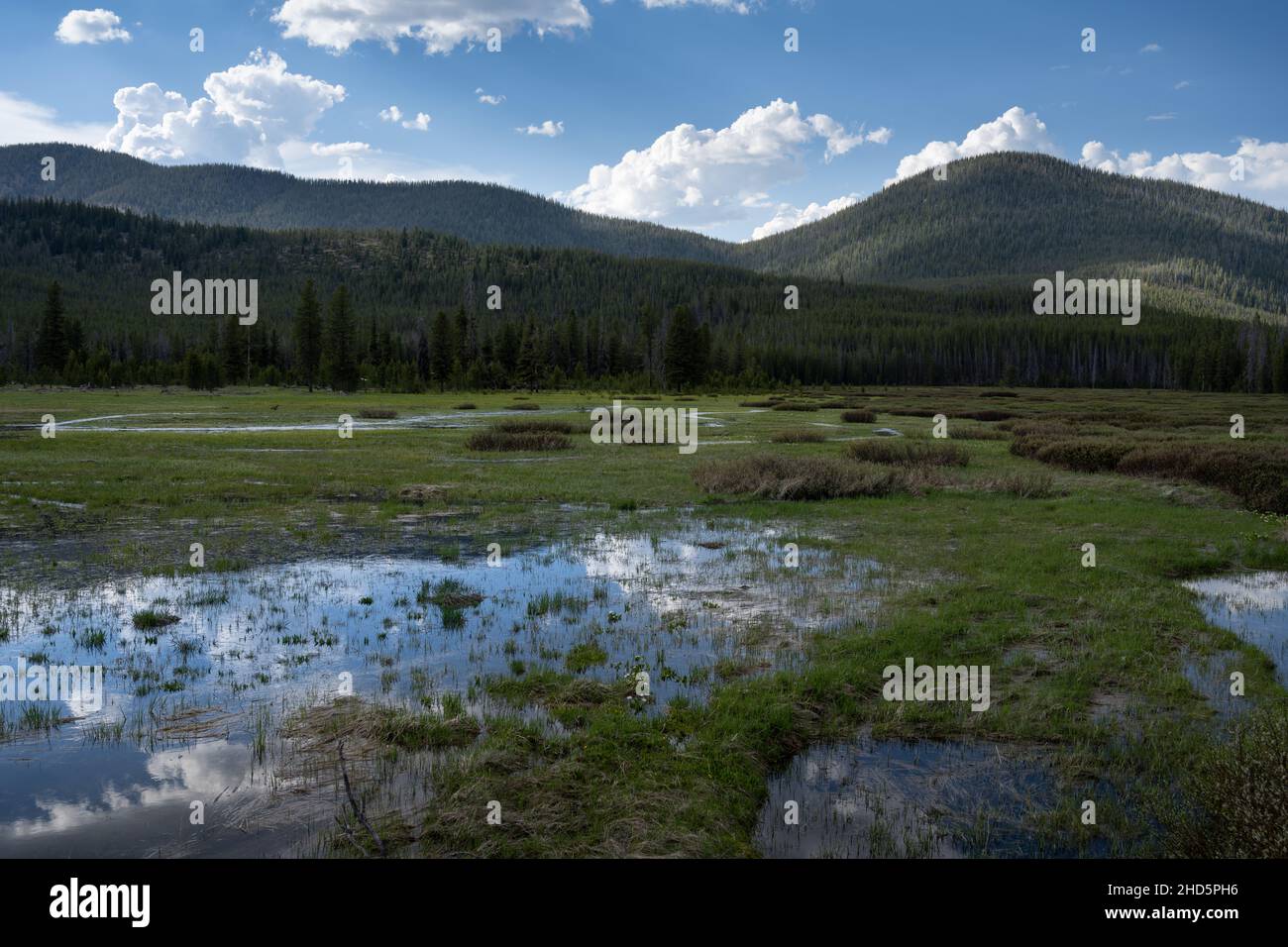 Feuchtgebiete Bench Creek Ökosystem in einem nationalen Wald Stockfoto