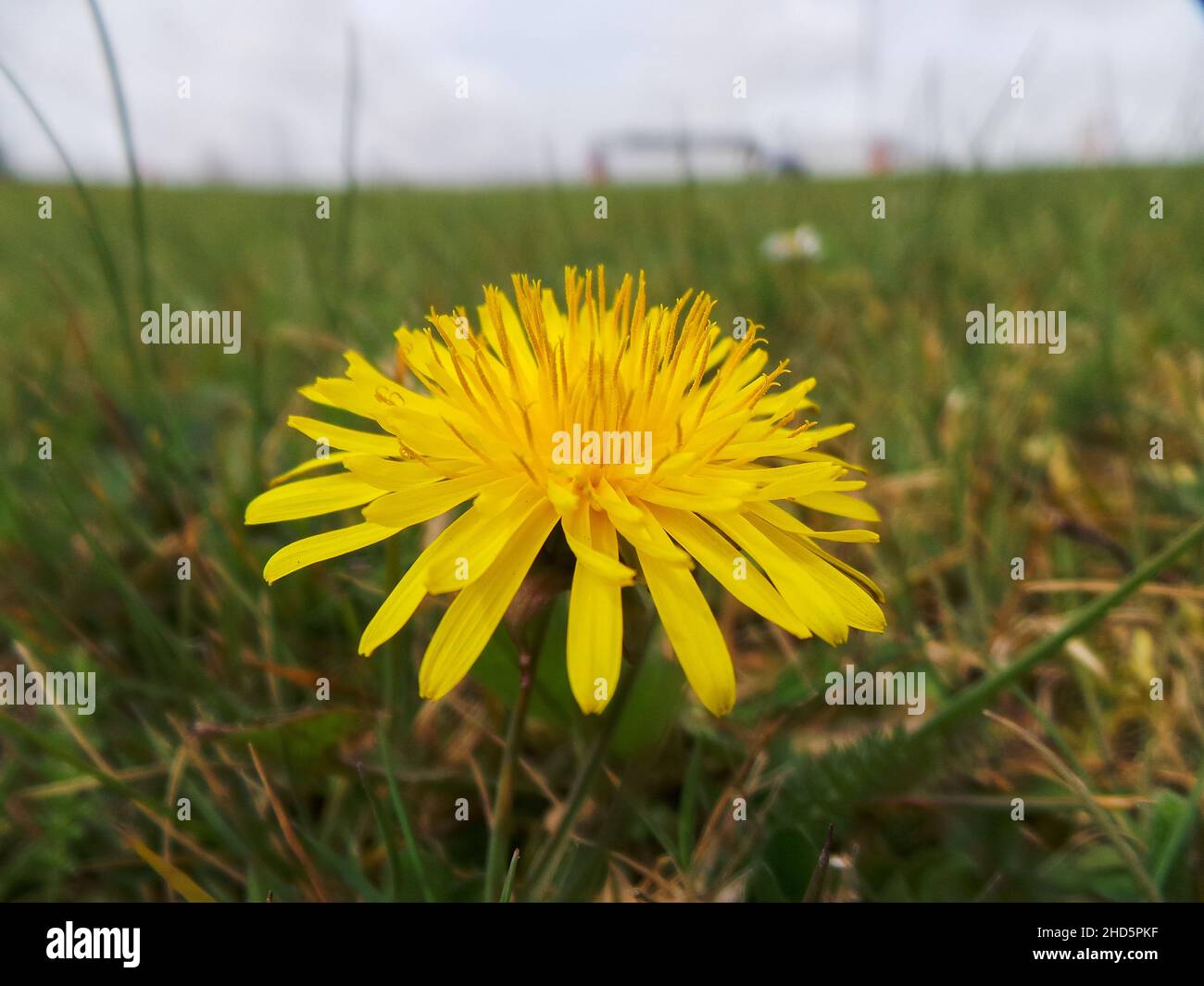 Nahaufnahme einer gelben dendelion Blume Stockfoto