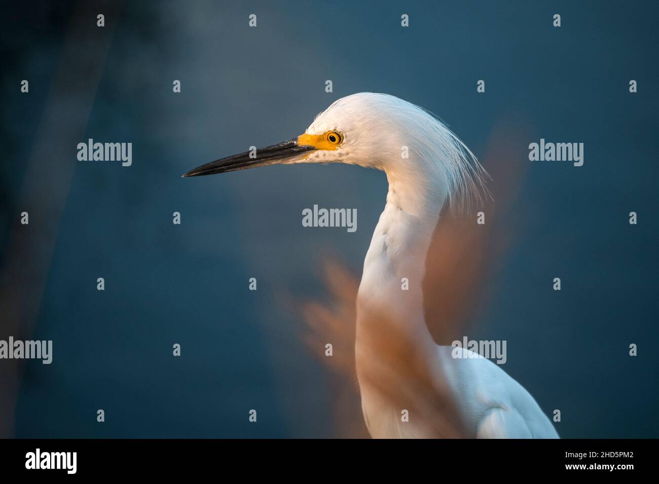 Winterlicher Schneegreiher-Vogel, der sich im seichten Salzwasser-Sumpfgebiet von Merritt Island National Wildlife Refuge, Florida, ernährt Stockfoto