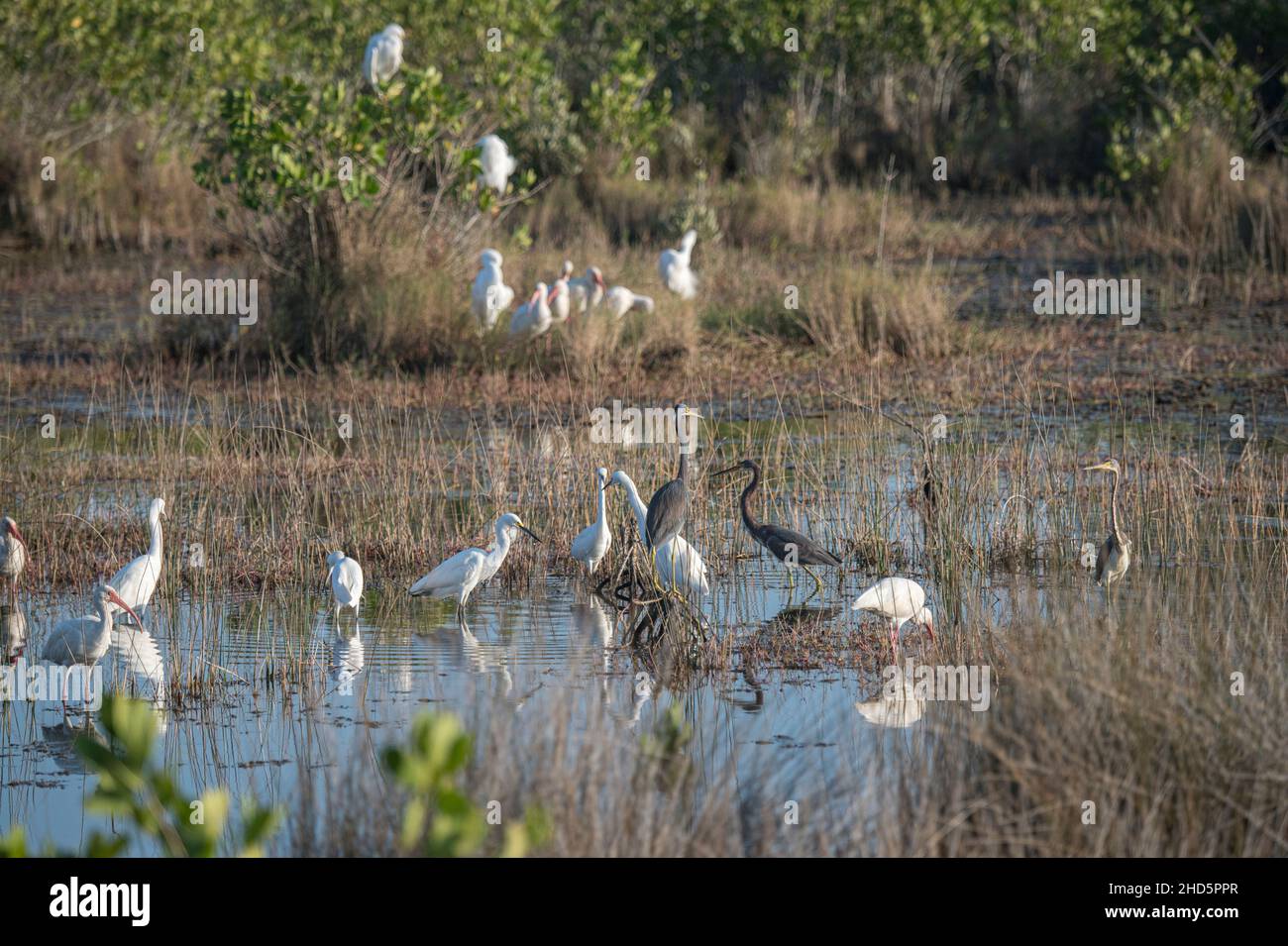Vögel, die sich im seichten Gezeitensalz im Merritt Island National Wildlife Refuge, Florida, ernähren Stockfoto