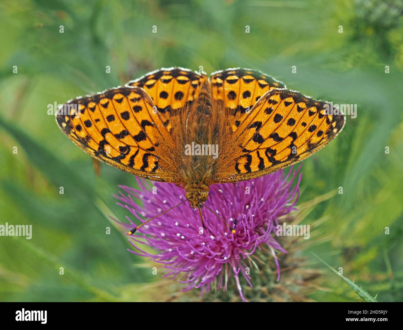 Dunkelgrüner Fritillarschmetterling (Speyeria aglaja), der sich am Nektar der purpurnen Distelblüte in Perthshire, Schottland, Großbritannien, ernährt Stockfoto