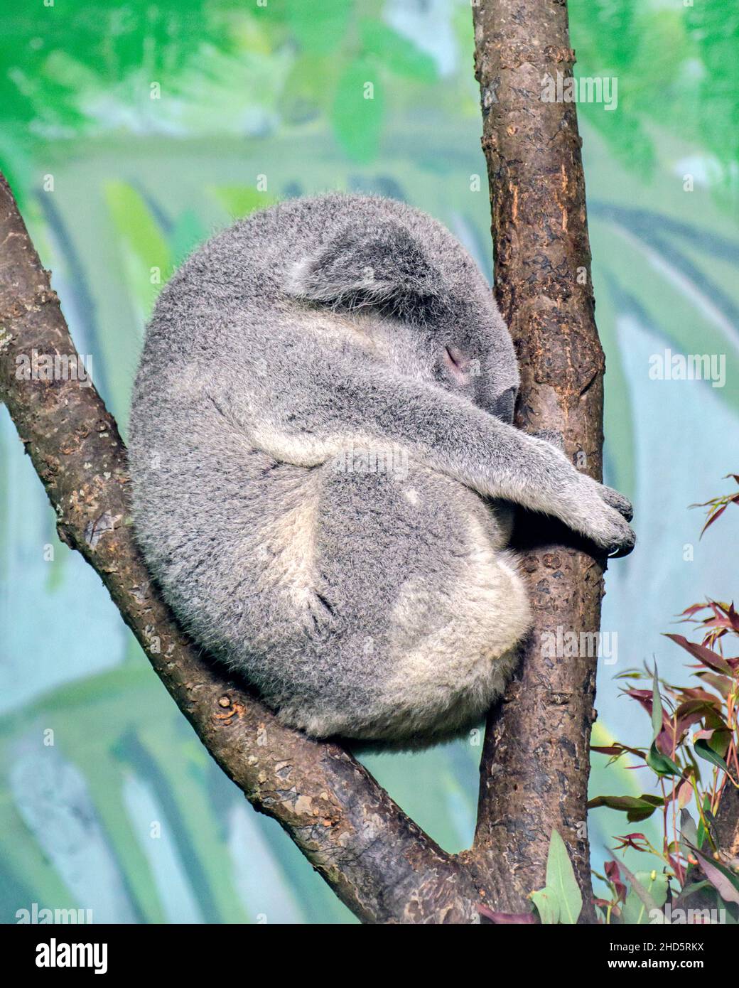 Profil eines Koala-Bären, der in einem Baum schläft. Stockfoto