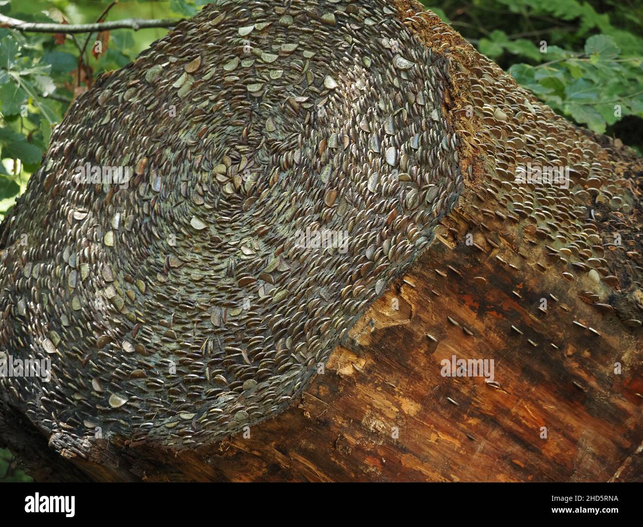 Magischer Geldbaum, übersät mit unzähligen Münzen, die von Besuchern in einen Stumpf eines großen Baumstamms in einem natürlichen Wald in Perthshire, Schottland, Großbritannien, beeindruckt wurden Stockfoto