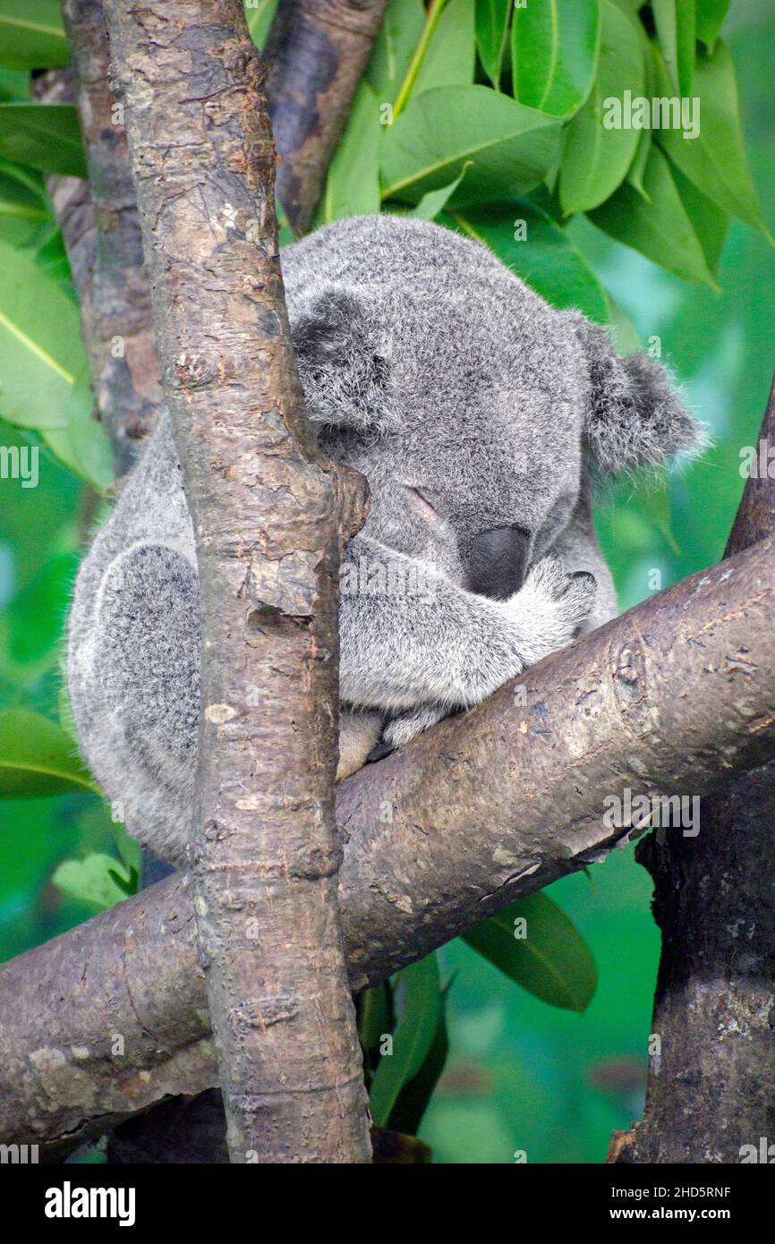 Ein Koala-Bär rollt sich für ein Nickerchen auf. Stockfoto