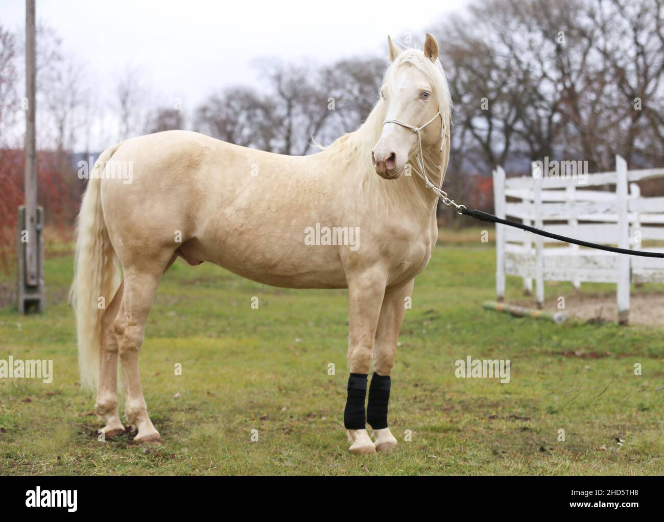 Portrait Nahaufnahme eines schönen Cremello-Hengstes im Freien gegen weißen Holzkorral Stockfoto