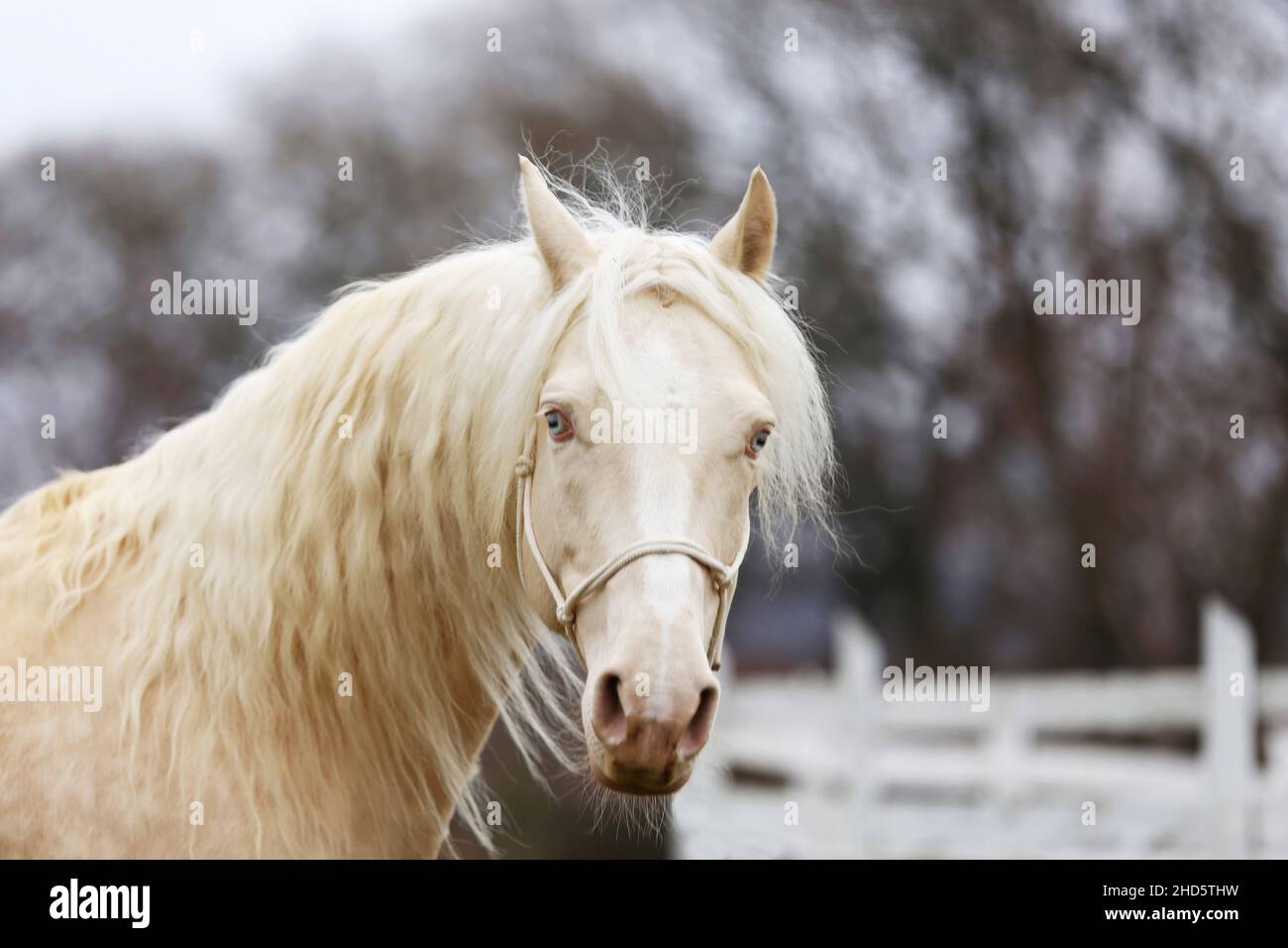 Portrait Nahaufnahme eines schönen Cremello-Hengstes im Freien gegen weißen Holzkorral Stockfoto