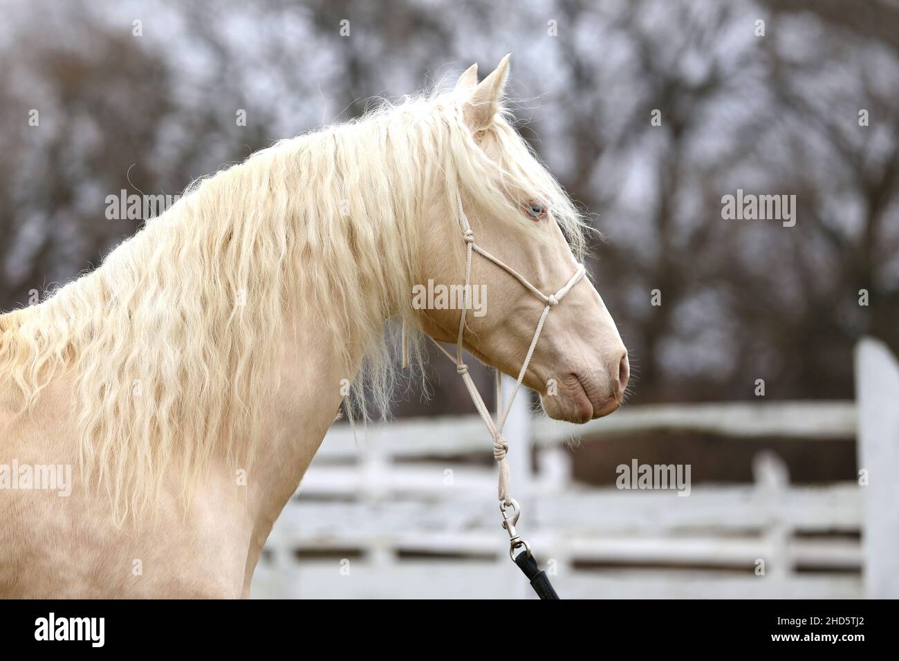Portrait Nahaufnahme eines schönen Cremello-Hengstes im Freien gegen weißen Holzkorral Stockfoto