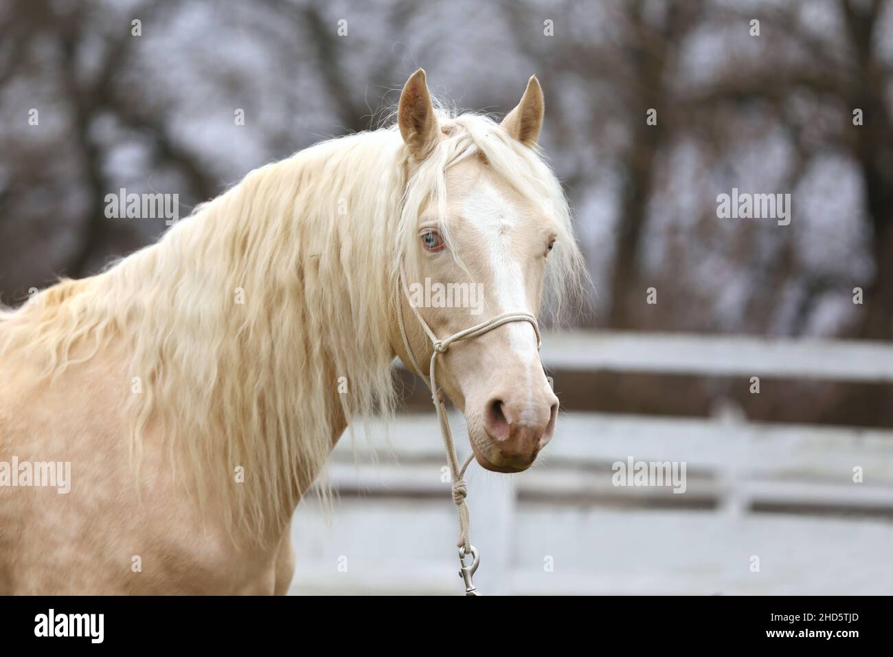 Portrait Nahaufnahme eines schönen Cremello-Hengstes im Freien gegen weißen Holzkorral Stockfoto